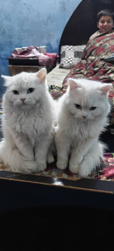 White persian kittens | Pair | Blue eyes kitten | Tripple coated