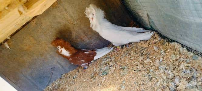 Jacobin pair available yang withe male breder female