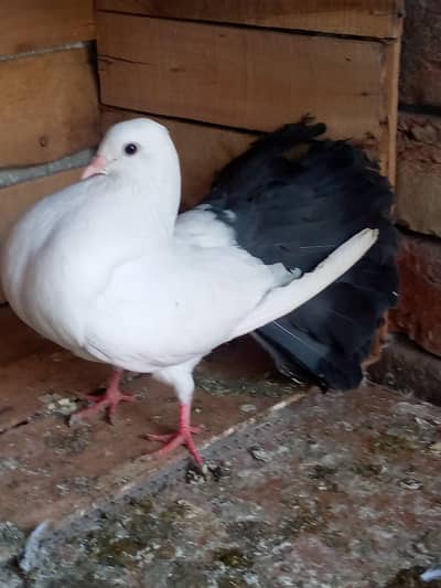 Indian laki (maadii)