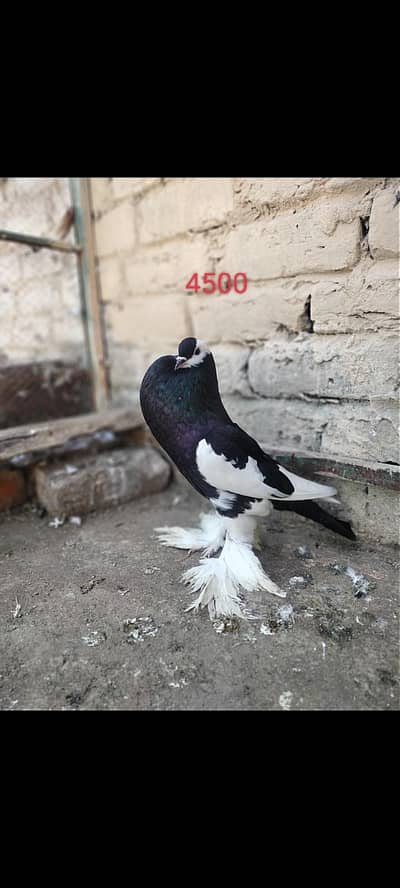 black megpai pouter and mukhi females