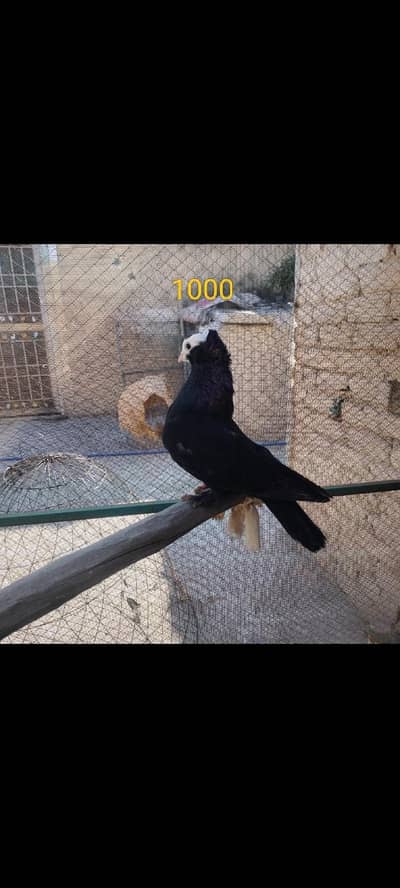 black mukhi and foster female