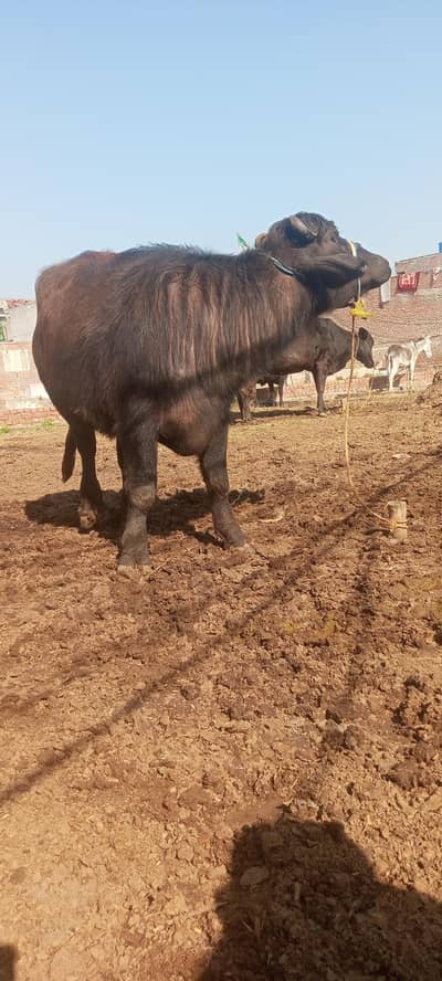 gaban hone ke liye taiyar hai ki aur asali aur nasli