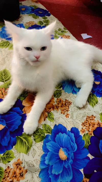 White Persian Mix Female Cat for Sale – Vaccinated – Narowal