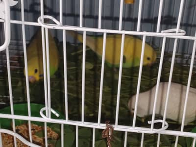 bajiri parot  male & female