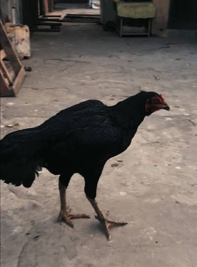 Aseel female Thai cross