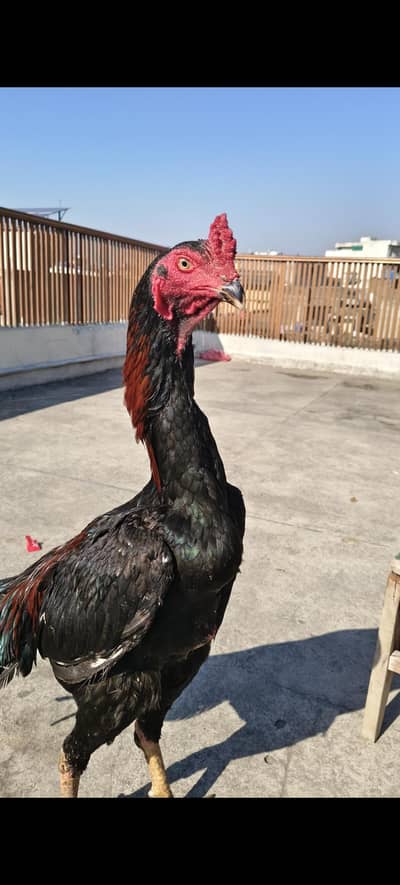 o shamo jawa colar heldi active home breed arjunt sel 03170502048