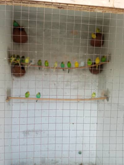 6 kujha ha or 14 pair ha