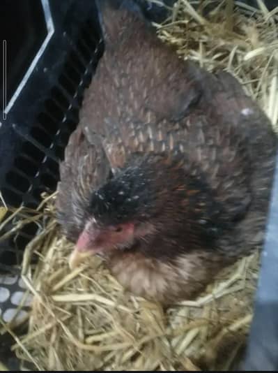 kurak Madi ha full size ma