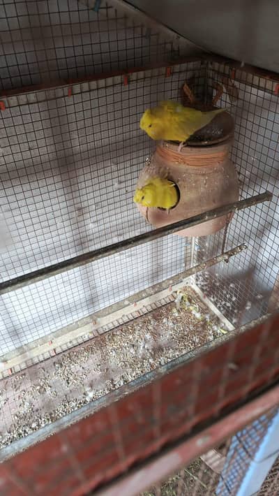 Hogoromo birds breeder pair for sale