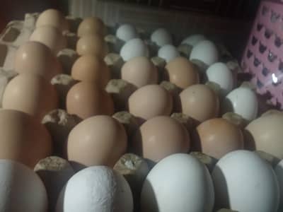 Fertile eggs, silkie and Black heavy buff
