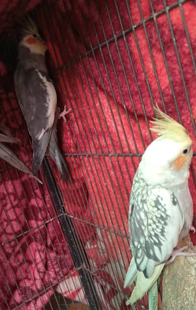 dono juray breader pair