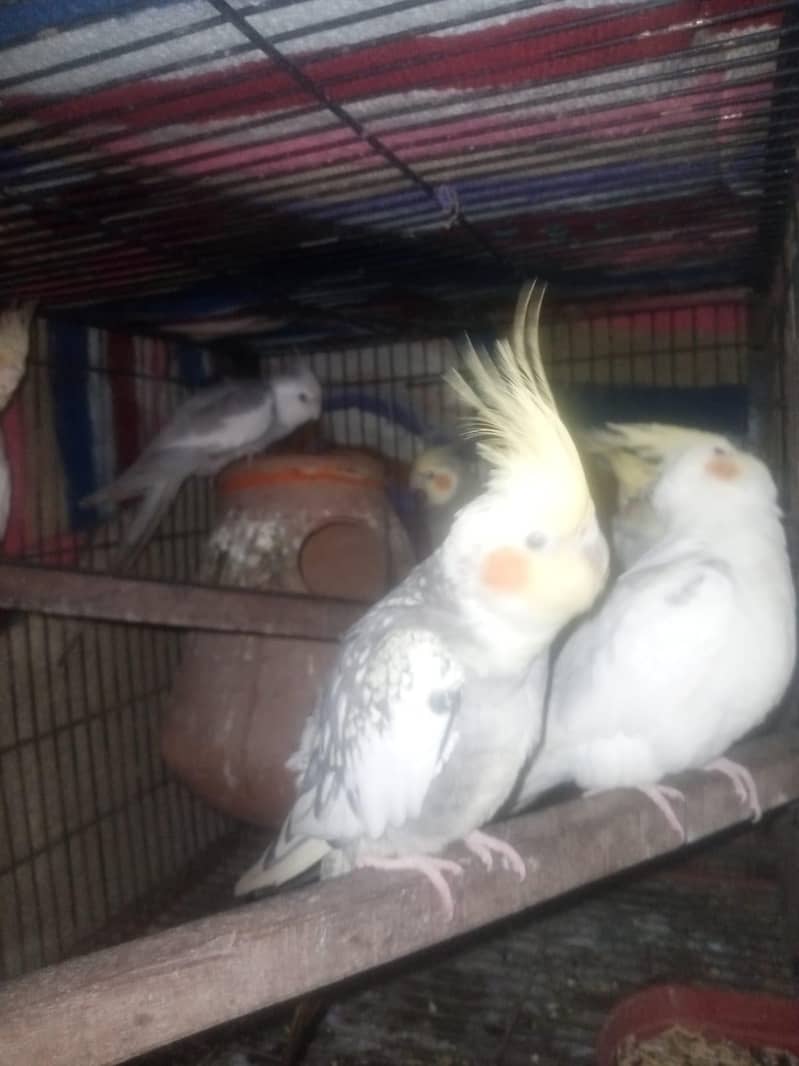 dono juray breader pair 1