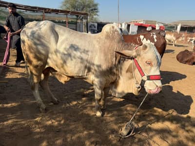 Fresh 2 dant bachra for sale qurbani 2026