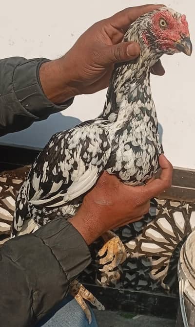 sindhi aseel breeder pair