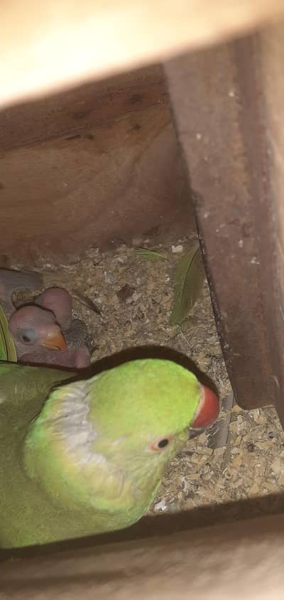 Ringneck chicks