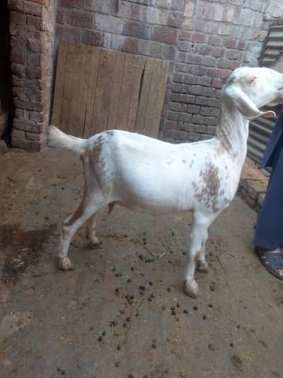 Gabban Bakri Teedy cross