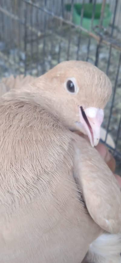 2 khatang pathe hai 8 kali kali ka demand 2500 per piece