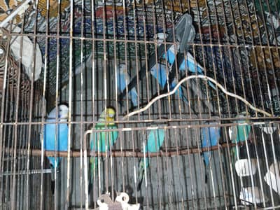 bjari 8 tote eg 6 to3manth