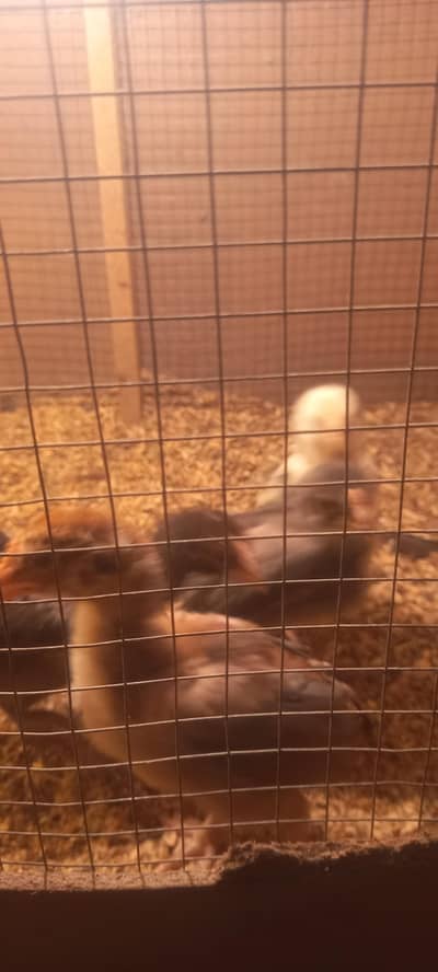 aseel chicks 4 pc or 8 pc