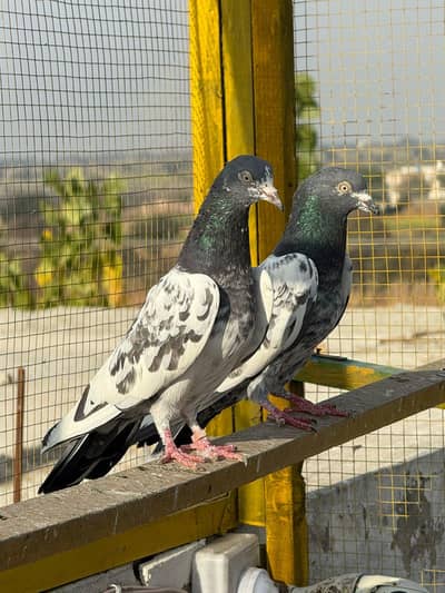 Healthy Active peigons for sale