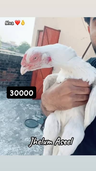 aseel heera setup available for sale