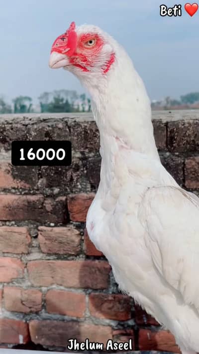 aseel heera female setup available for sale
