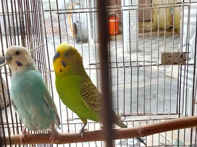 pair of Australian parrots