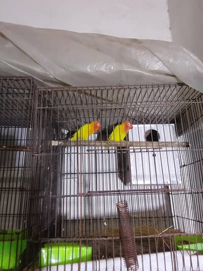 Java finches   Australion parrot