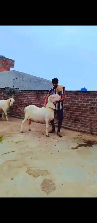 بہت ہی نیاب چیز ہے جس بھائی کو چاہیے رابطہ کر سکتا ہے