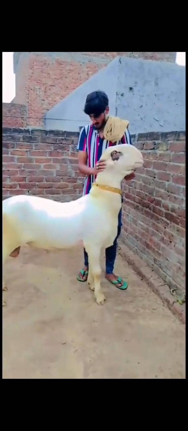 بہت ہی نیاب چیز ہے جس بھائی کو چاہیے رابطہ کر سکتا ہے 3