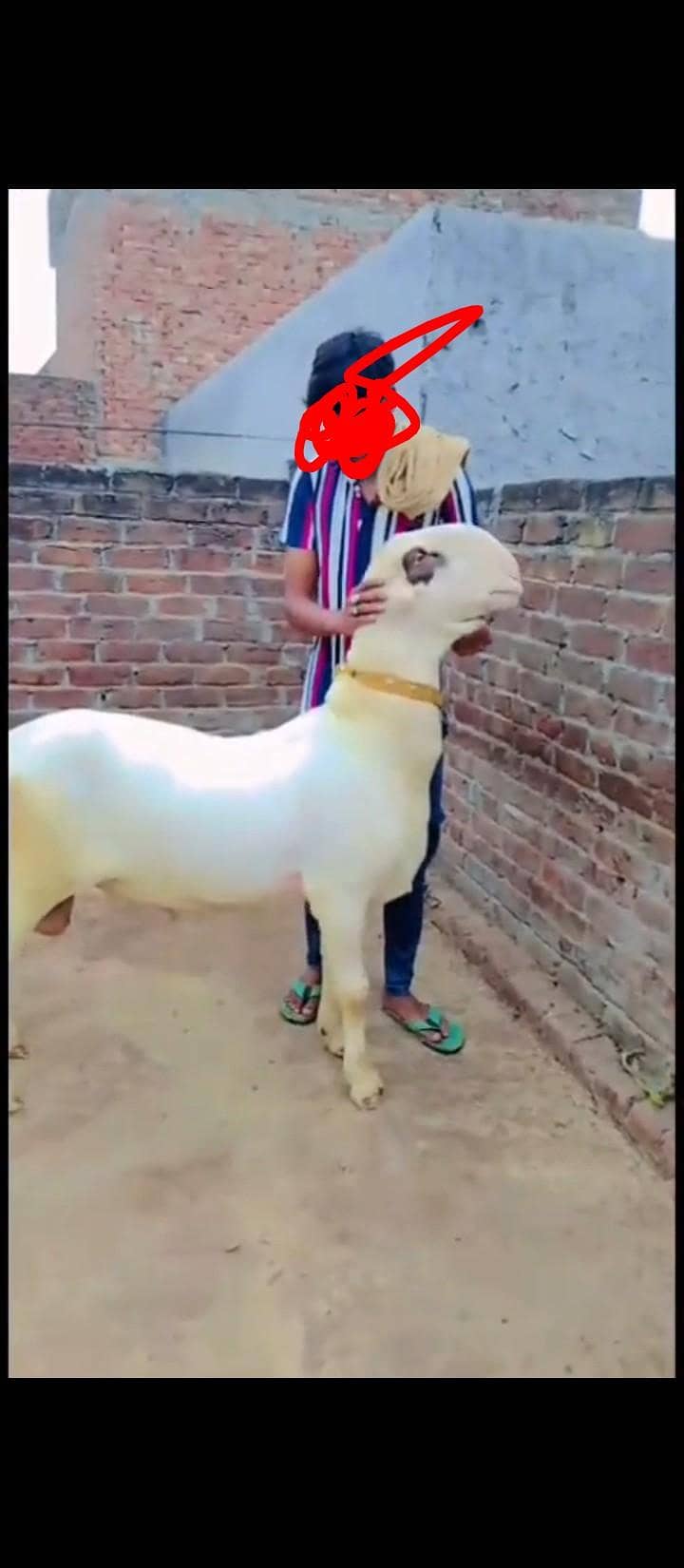 بہت ہی نیاب چیز ہے جس بھائی کو چاہیے رابطہ کر سکتا ہے 6