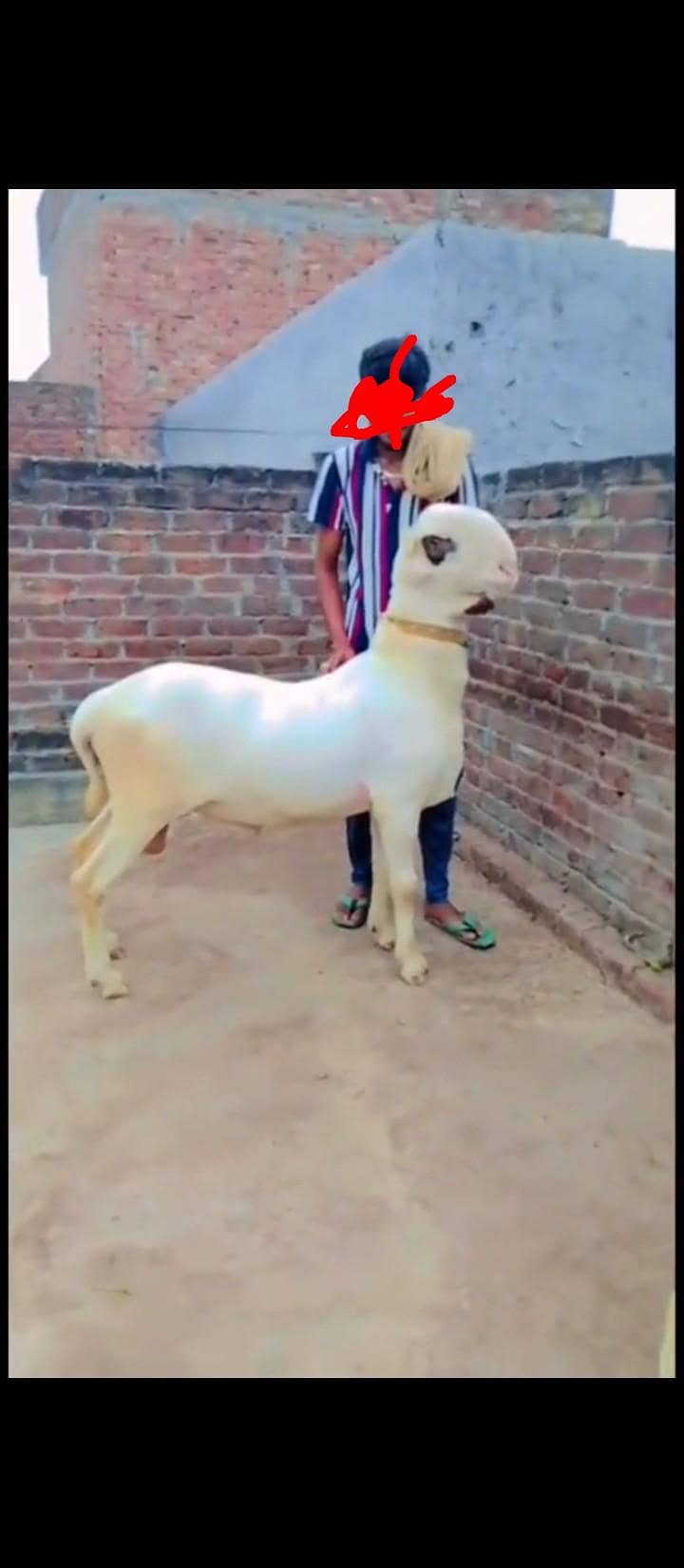 بہت ہی نیاب چیز ہے جس بھائی کو چاہیے رابطہ کر سکتا ہے 7