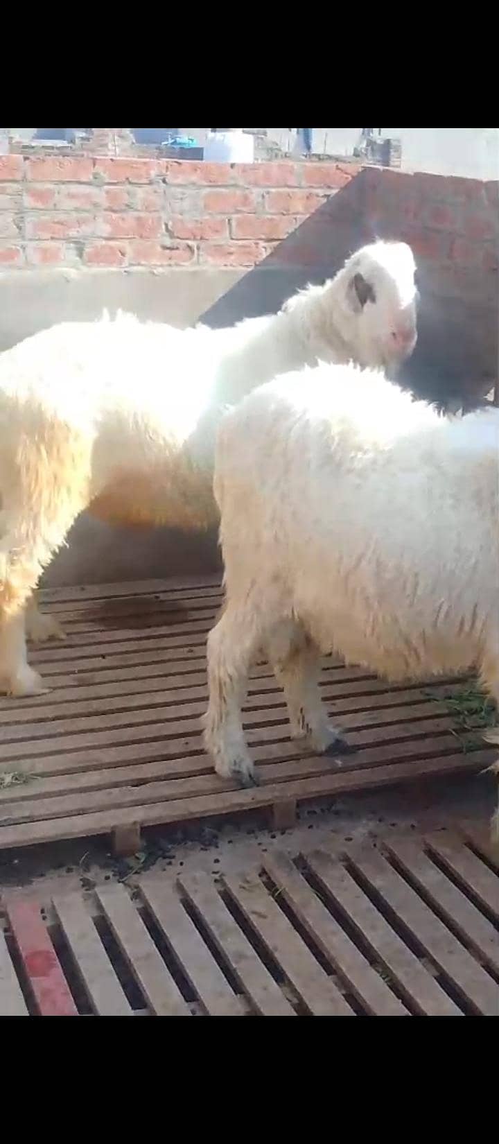 بہت ہی نیاب چیز ہے جس بھائی کو چاہیے رابطہ کر سکتا ہے 11