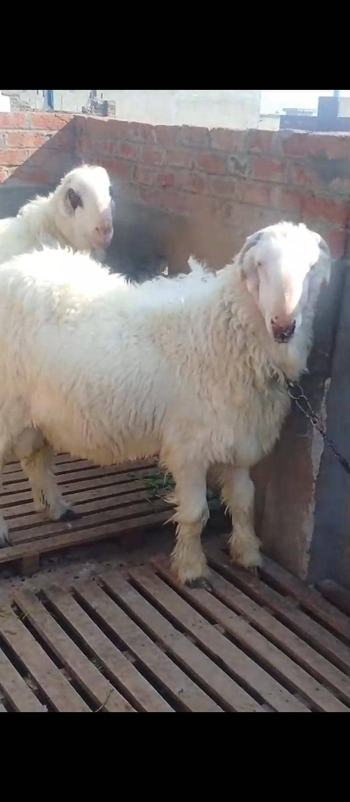 بہت ہی نیاب چیز ہے جس بھائی کو چاہیے رابطہ کر سکتا ہے 12