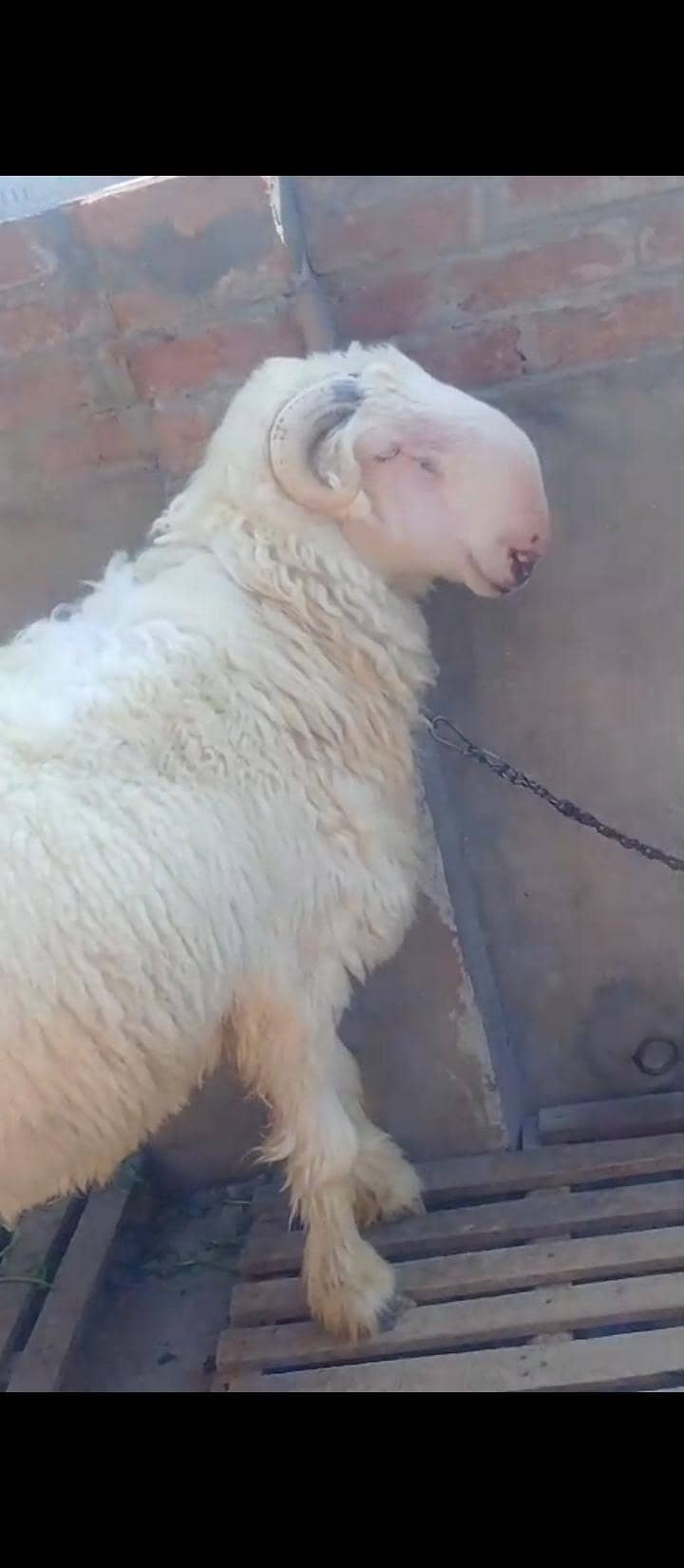 بہت ہی نیاب چیز ہے جس بھائی کو چاہیے رابطہ کر سکتا ہے 13