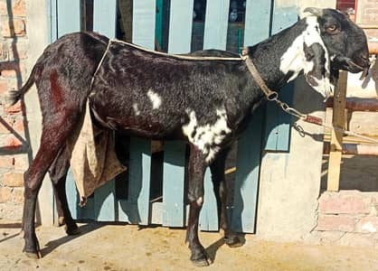 Bakri|Desi Bakri| Beetal Bakri| Layllpuri Beetal Goat| Female