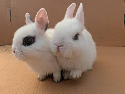 Fancy Netherland dwarf Rabbits and bunnies Pair (1 male + 1 Female)