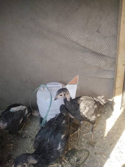 pure aseel available for sale