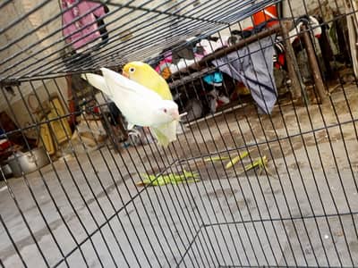 love birds breeder pair