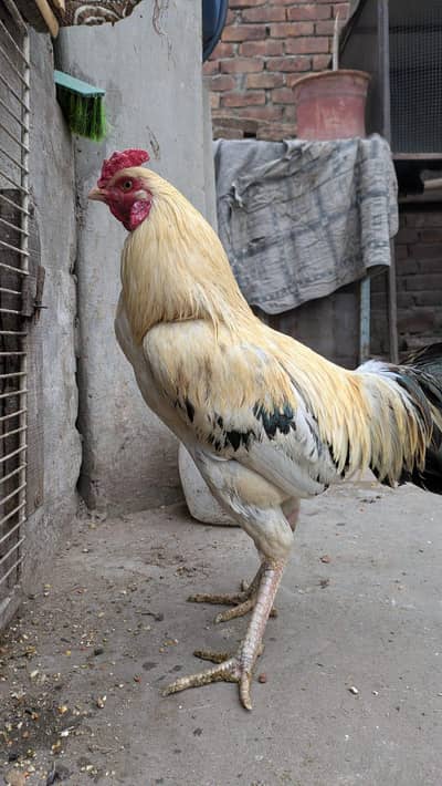 pure mianwali home bread