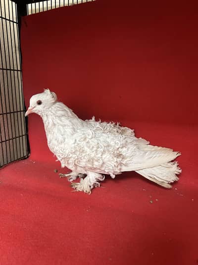 Frill back Breeder male & Dainsh & Lahore sharazi