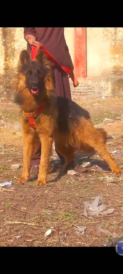 German shepherd male for sale