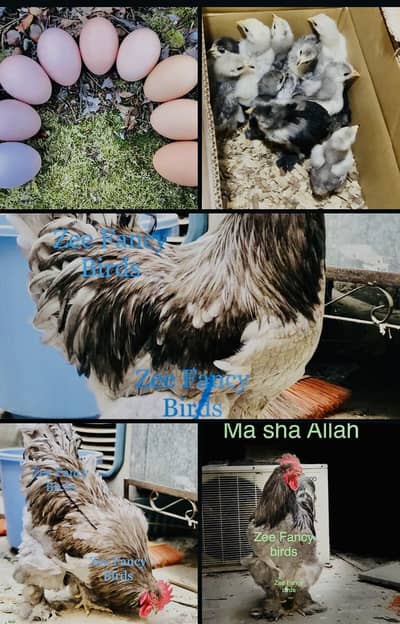 Blue gray heavy golden black buff  cochine chiks eggs  sale