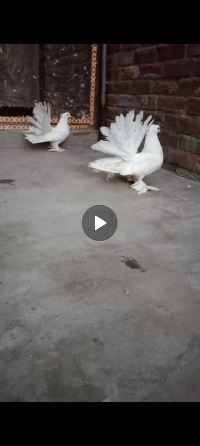 white American chicks pair