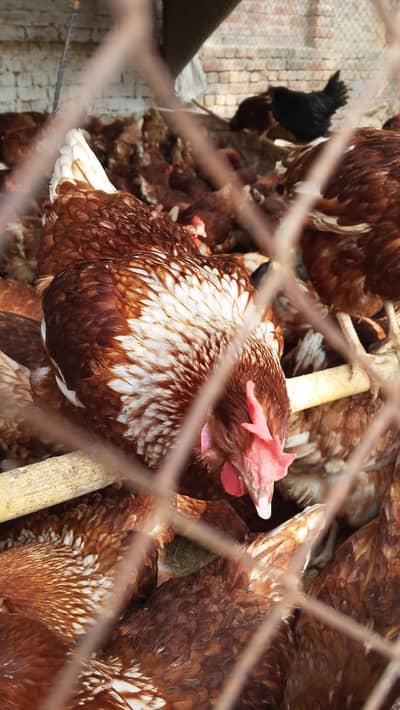 luhmann brown egg breed available