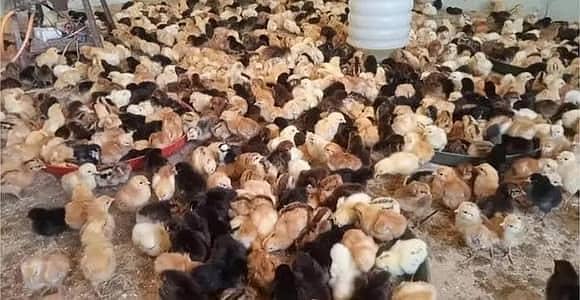 misri chicks for sell one day 03009669469