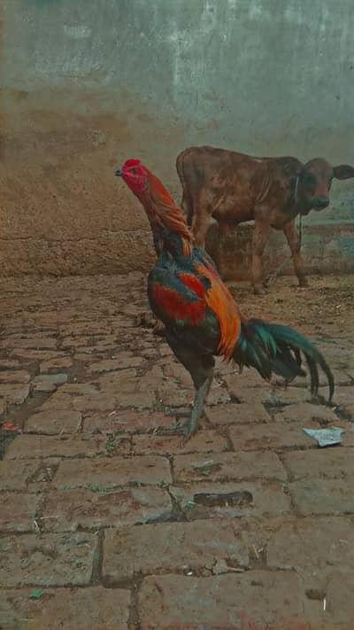 Thai cross Turkish hint 03218624039