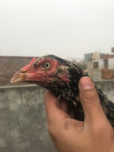 pure aseel madi for sale