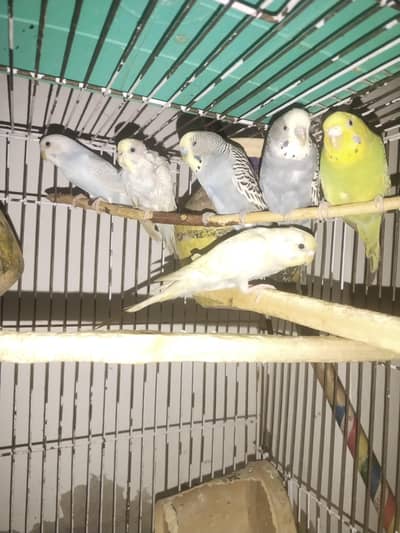 Australians buggies parrots