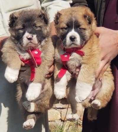 King kurdish kangal pair / Alabai Pair / security Dog / Afghan Kochi